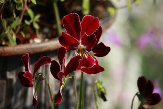 20151022bIMG_9587.jpg