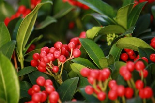 20151104aIMG_9840.jpg