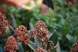 20151116aIMG_0009.jpg