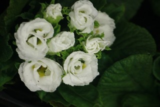 20151116aIMG_0021.jpg