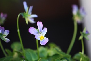 20151128aIMG_0174.jpg