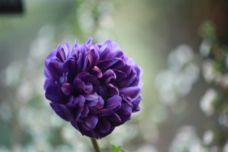20151201aIMG_0230.jpg