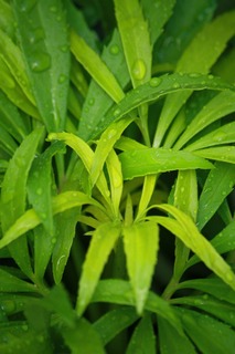 20151205aIMG_0302.jpg