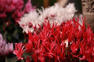 20151205aIMG_0314.jpg