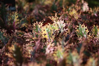 20151223aIMG_0547.jpg