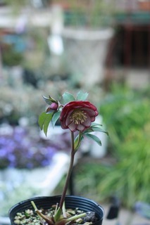 IMG_090220180120b.jpg
