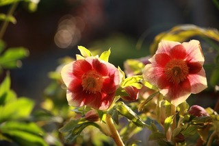 IMG_094020160112a.jpg