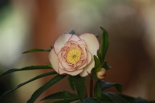 IMG_109720160117b.jpg