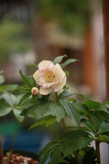 IMG_115220160118c.jpg
