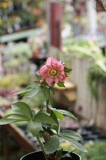 IMG_116020160118c.jpg