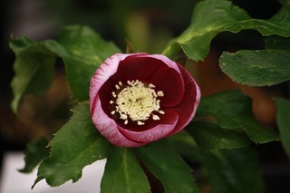 IMG_123420160119b.jpg