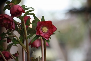 IMG_190420160213a.jpg