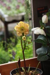 IMG_196120160214a.jpg
