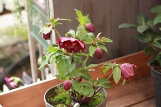 IMG_206220160216b.jpg