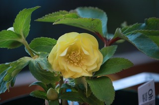 IMG_212820160218c.jpg