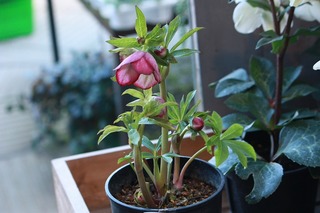 IMG_213120160218c.jpg