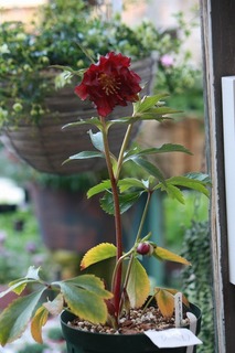 IMG_229620160228a.jpg