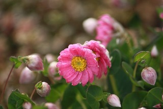 IMG_264420180318a.jpg