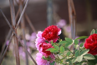 IMG_272920180322a.jpg