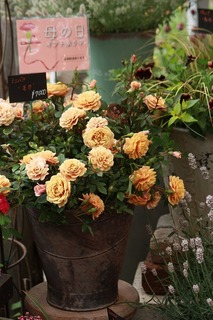IMG_337220160506a.jpg