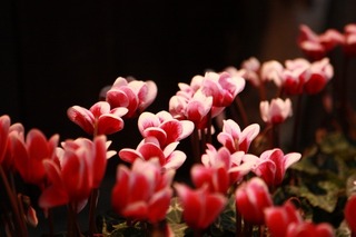 IMG_465220161012a.jpg