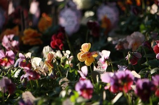 IMG_518320161204a.jpg