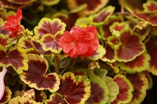 IMG_769720170323a.jpg