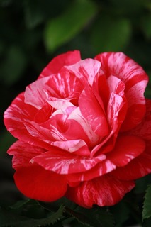 IMG_805720170404b.jpg