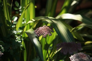 IMG_861220170528a.jpg