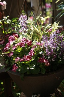 IMG_863320170528a.jpg