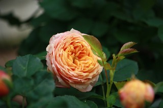 IMG_932520171004a.jpg