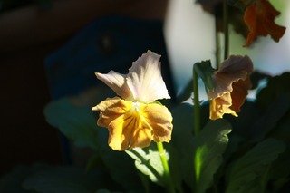 IMG_955320171030a.jpg