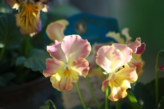 IMG_955520171030a.jpg