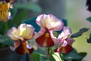 IMG_955720171030a.jpg