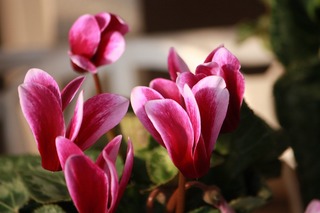 IMG_956720171030a.jpg