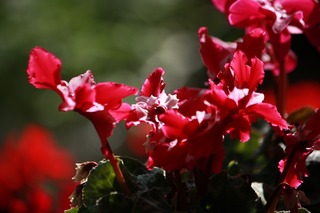 IMG_957020171030a.jpg