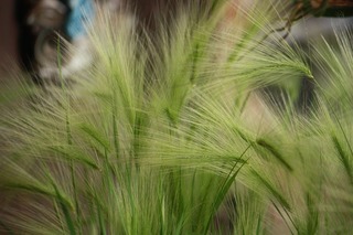s-20150718aIMG_8647.jpg