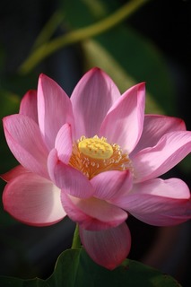 s-20150721aIMG_8659.jpg