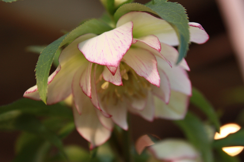 20100118aa.jpg