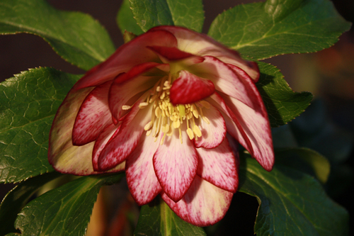 20100118aaa.jpg