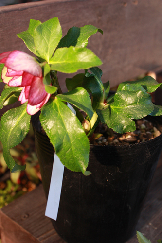 20100118aaaa.jpg