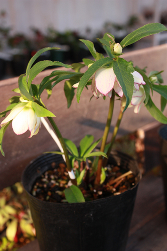 20100118bb.jpg