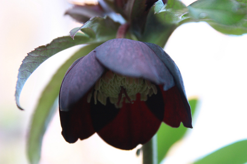 20100118bbb.jpg