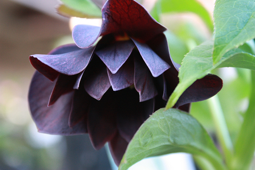 20100118c.jpg