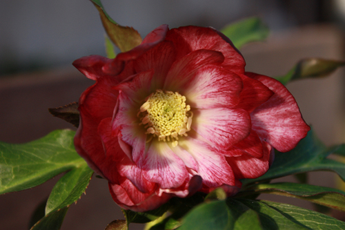 20100118ccc.jpg