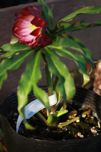 20100118cccc.jpg
