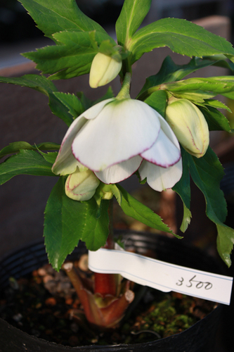 20100118eeee.jpg
