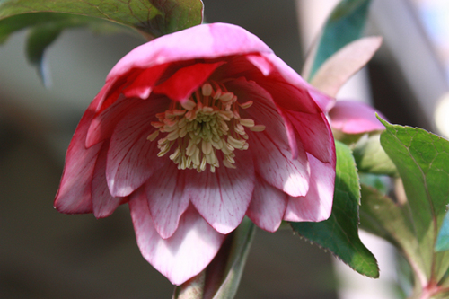 20100118f.jpg