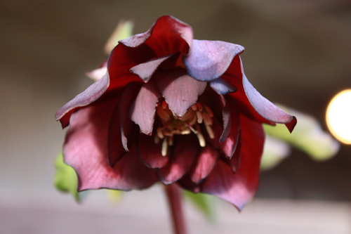 20100118fff.jpg