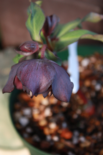 20100118ffff.jpg